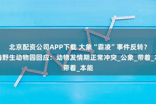 北京配资公司APP下载 大象“霸凌”事件反转？上海野生动物园回应：动物发情期正常冲突_公象_带着_本能