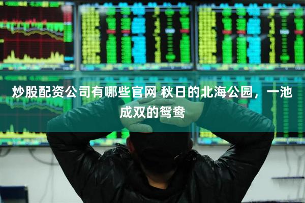 炒股配资公司有哪些官网 秋日的北海公园，一池成双的鸳鸯